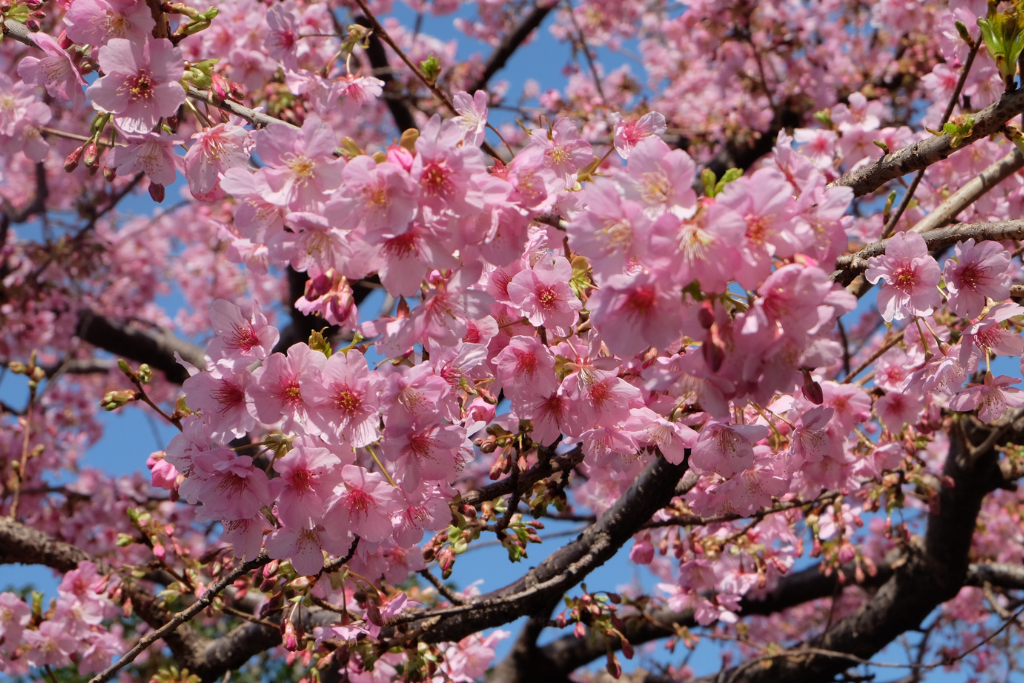 Japan Cultural Tour with Takayama and Shirakawago 