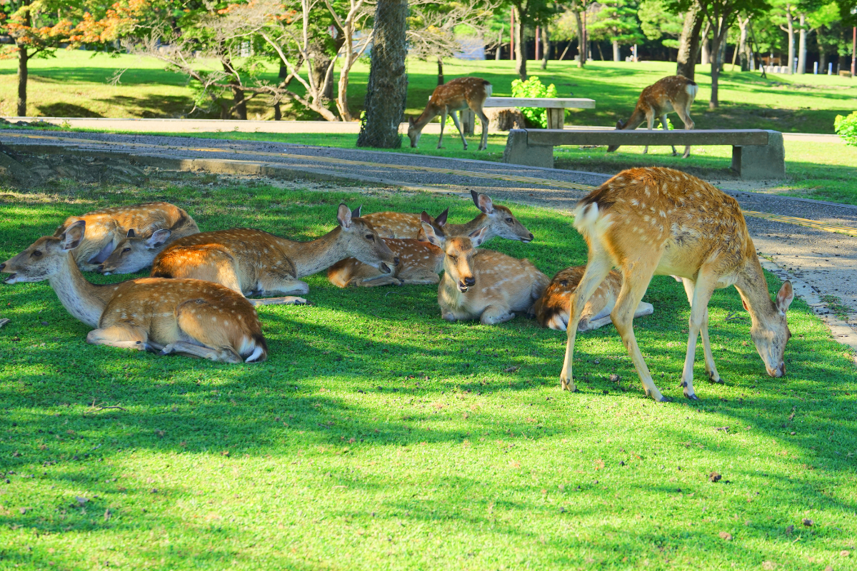 Japan Garden Tour with Central Japan 