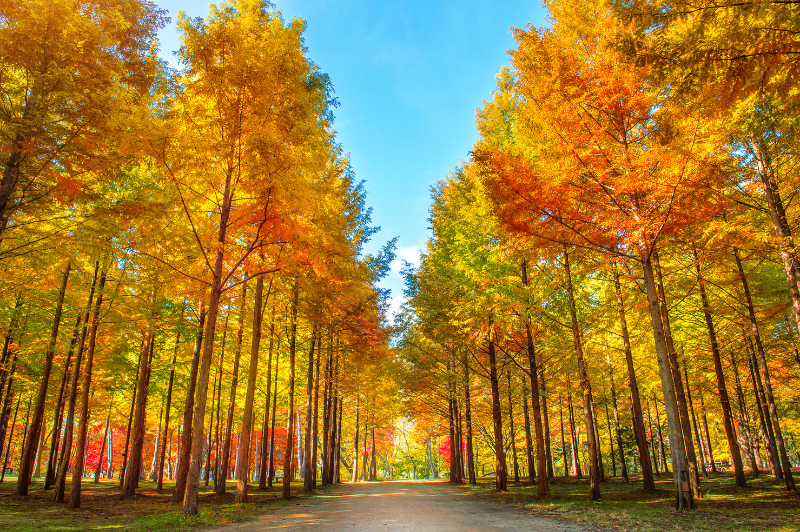 Autumn Leaf Tour 