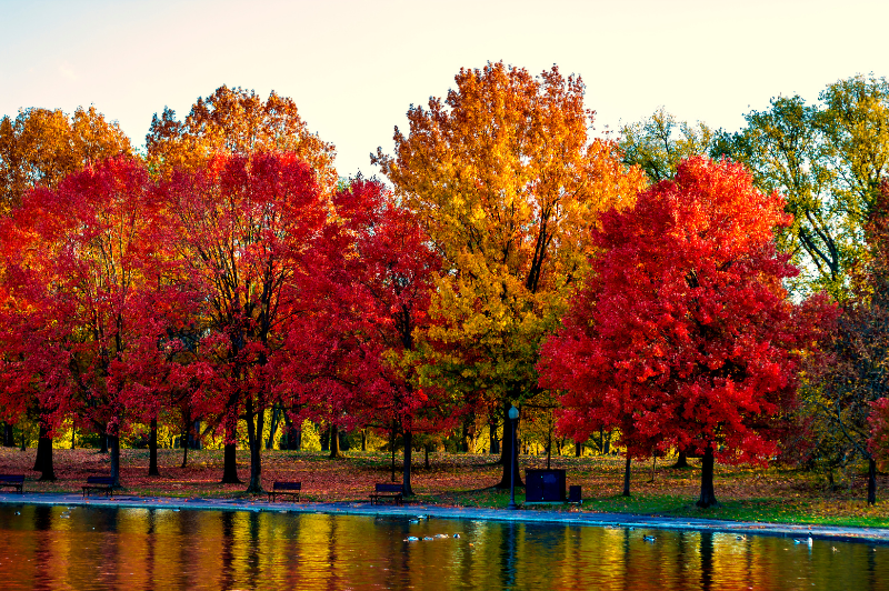 Autumn Leaf Tour 