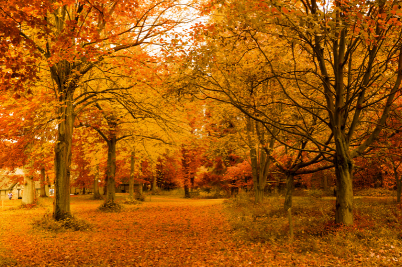 Japan Autumn Leaves Tour –Fall Foliage 