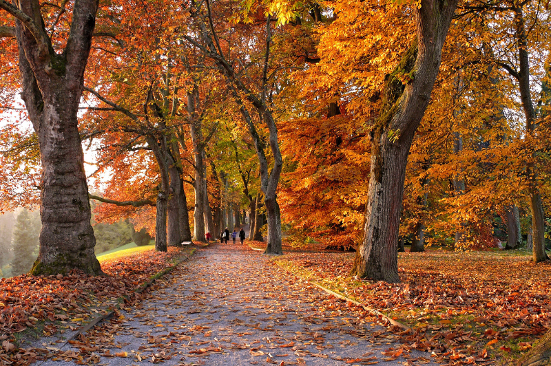 Japan Autumn Leaves Tour –Fall Foliage 