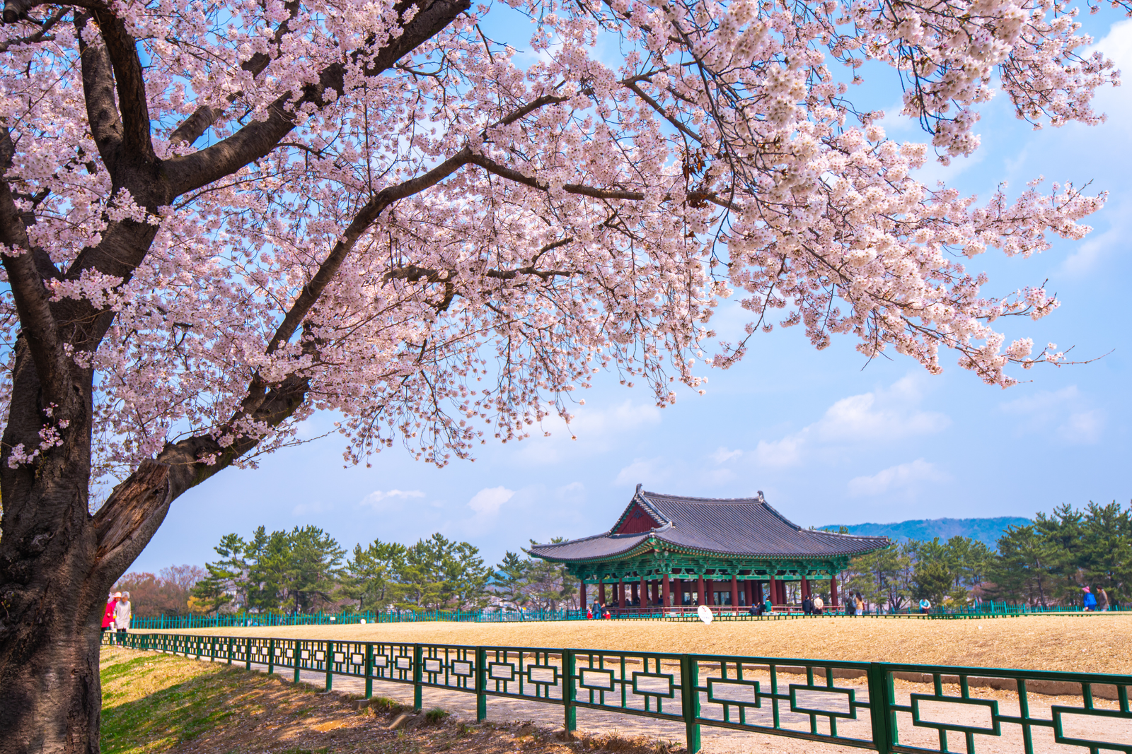 Cherry Blossom Tour of Central route of Japan 