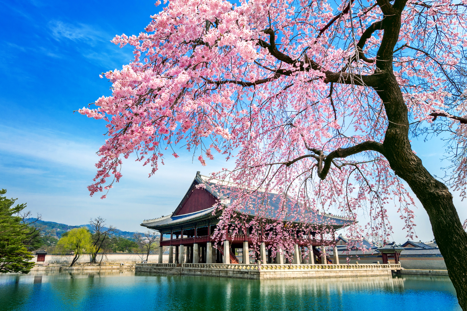 Cherry Blossom Tour of Classic route of Japan 