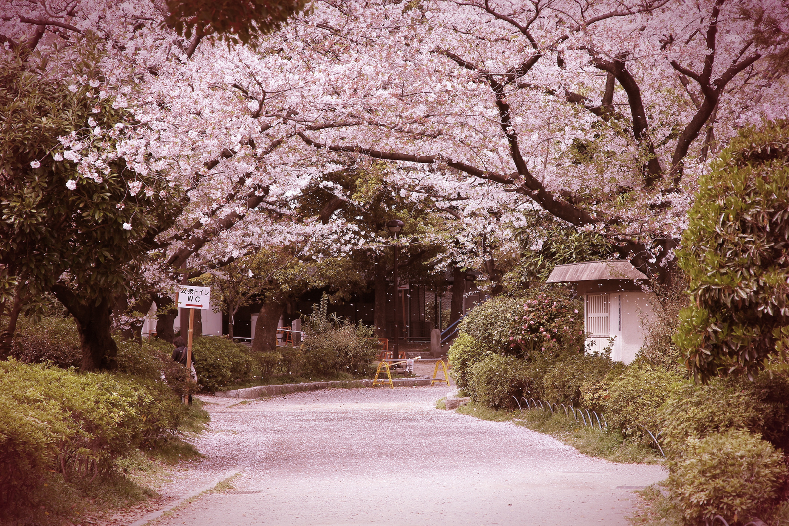 Cherry Blossom Tour of Classic route of Japan 
