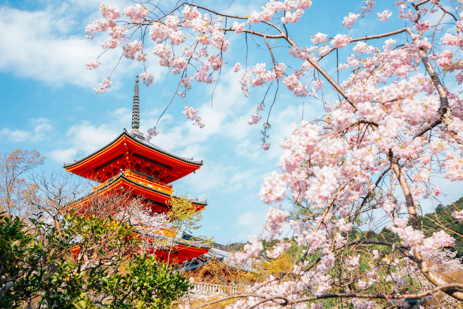 Cherry Blossom Tour of Golden Route Japan 