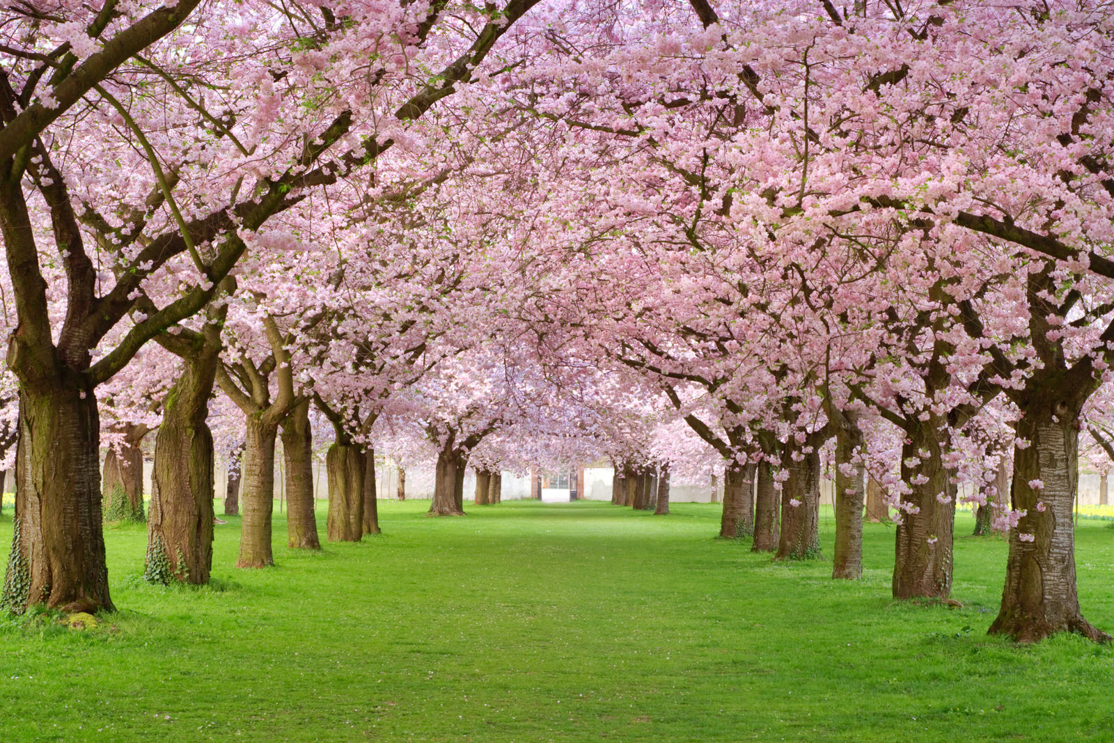 Cherry Blossom Tour of Japan 