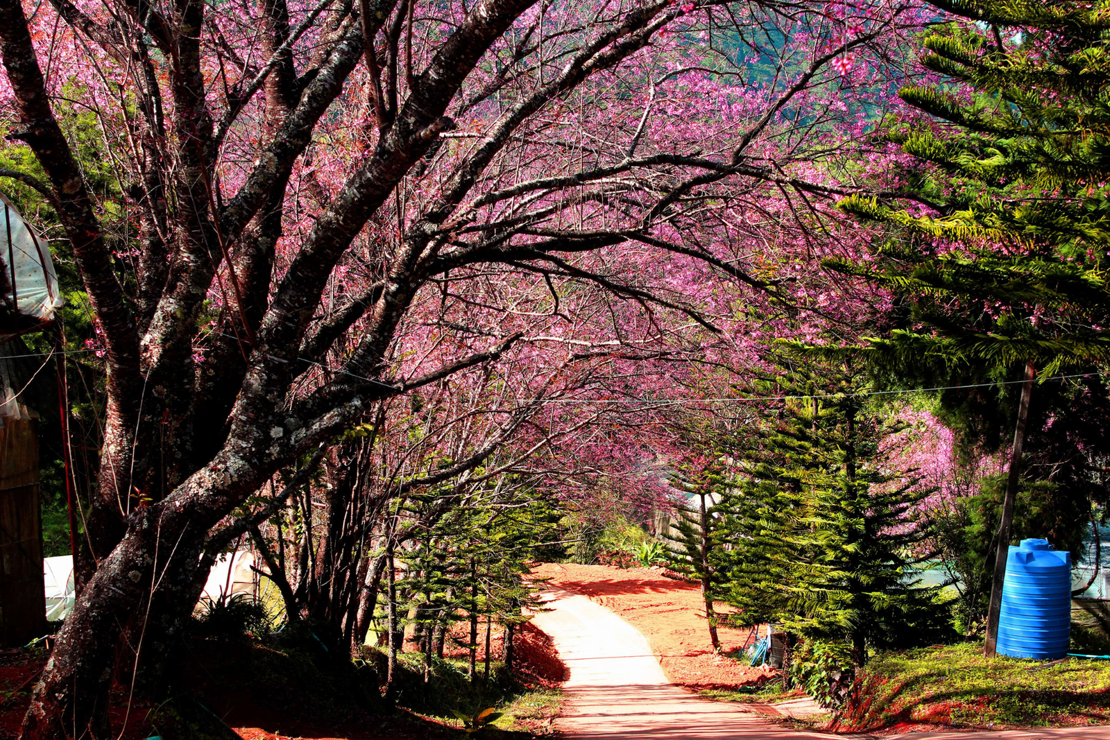 Cherry Blossom Tour of Japan 