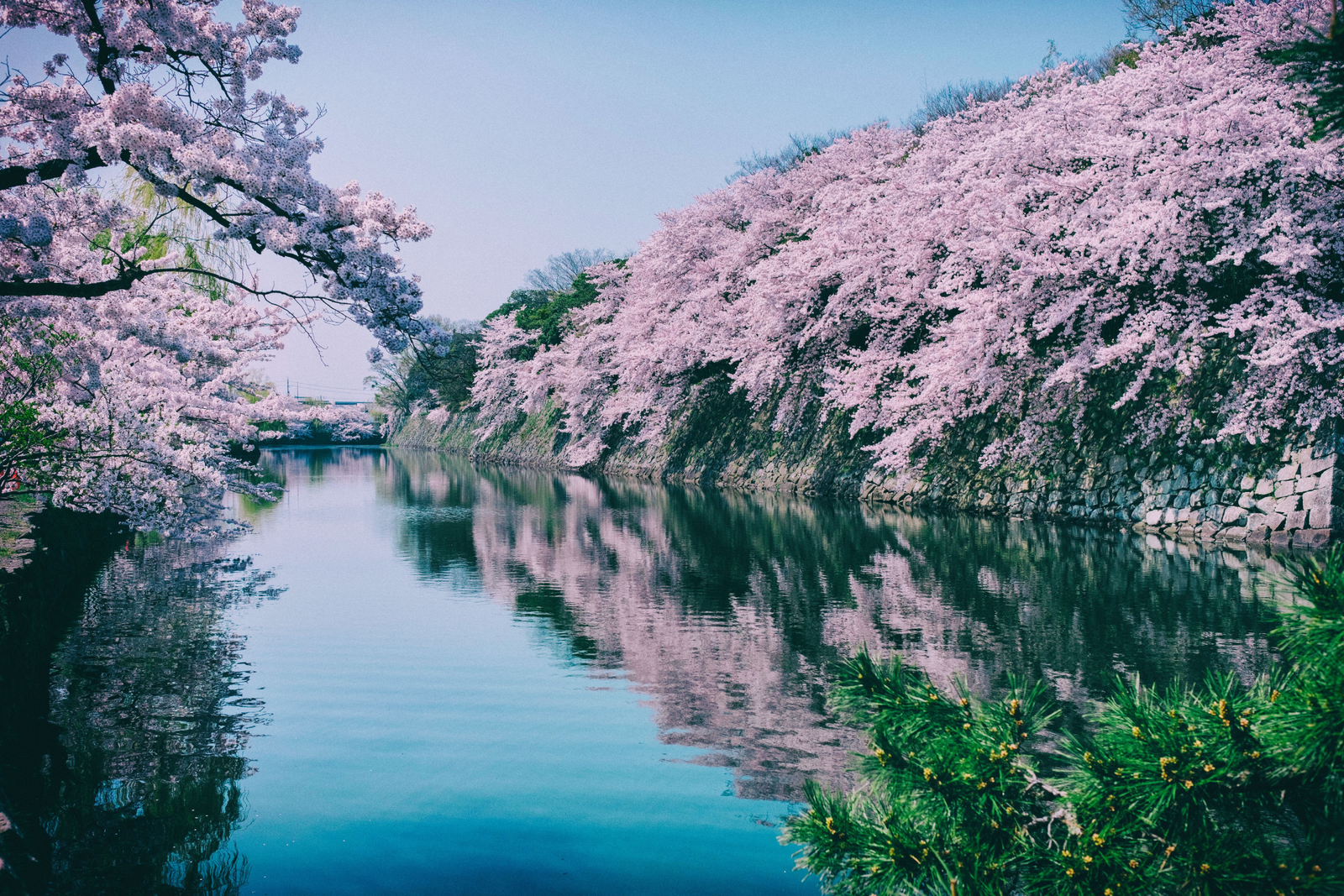 Cherry Blossom Tour of Japan 